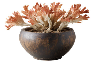 A unique crested succulent with pink coral-like leaves in a rustic pot.