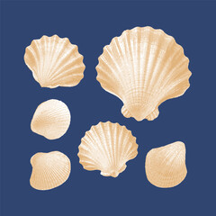 Shell, shell vector, shell illustration, line drawing on dark blue background.