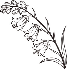 Delicate black line art of a heather flower in a minimalist style