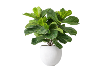 Lush green Fiddle Leaf Fig plant in a modern white pot.