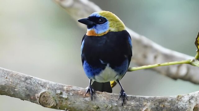 Golden-hooded Tanager (Tangara Larvata).