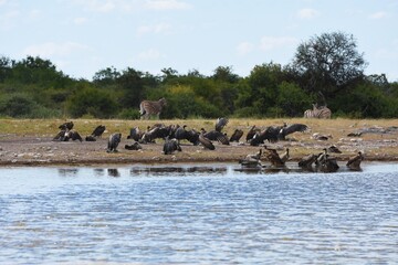 Geier am Wasserloch Klein-Namutoni im Etoscha Nationalpark