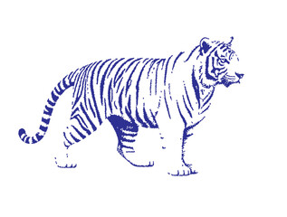 Tiger in silhouette white background.