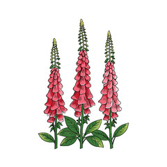 Tall foxglove flowers with vibrant colors on a clean white background illustration © Mother Of Mahofuj