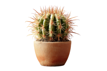 Small round barrel cactus with sharp spines in a clay pot.