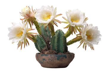 Beautiful blooming Echinopsis cactus with large white flowers in a pot.