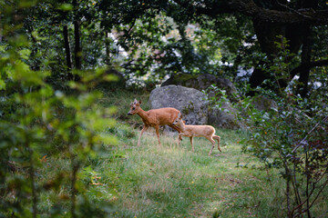 deer in the woods with fawn