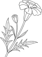 Simple minimalist marigold flower line drawing illustration