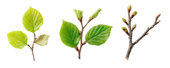 Three stages of plant growth  developing leaves and buds