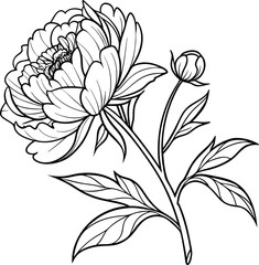 Detailed peony line art illustration with clean black outline