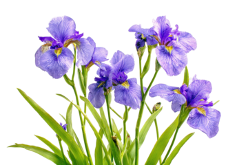 A beautiful bouquet of blooming purple iris flowers.