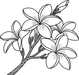 Elegant plumeria flower line art tropical floral outline design