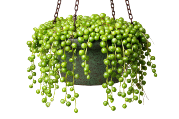 Lush green String of Pearls succulent plant in a hanging basket.