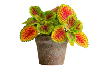 Vibrant coleus plant with colorful leaves in a rustic pot.