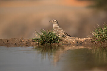 Wild sparrow resting on the ground near grass, reflected on a calm pond.