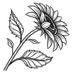Detailed black and white line drawing of a sunflower with intricate petals