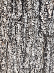 Obraz premium Close-up of tree bark texture, natural rough wooden surface