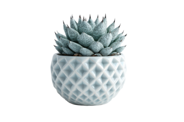 A small blue green succulent plant in a textured ceramic pot.