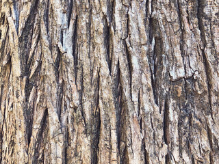 Obraz premium Close-up of pine tree bark texture with orange and gray tones, natural rough wooden surface background