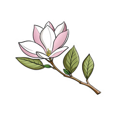 Elegant magnolia flower branch with subtle shading on a clean white background for advertising