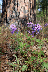 Obraz premium Rose Verbena wildflower in a pine forest