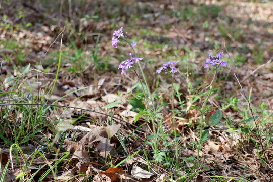 Rose Verbena wildflower patch in an East Texas, USA pine forest