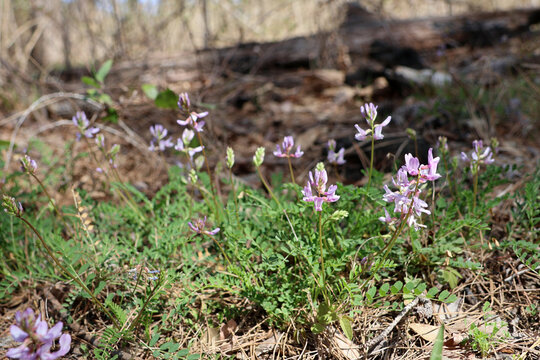 Pink blossoms of Alpine Milkvetch, astragalus alpinus, in a pine forest in East Texas, USA.