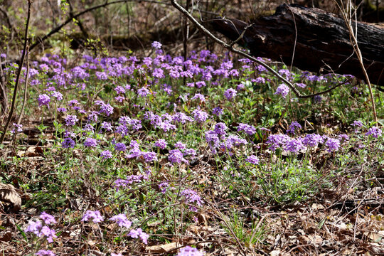 Rose Verbena wildflower patch in an East Texas, USA pine forest