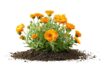 Vibrant orange calendula flowers growing in a mound of dark soil.