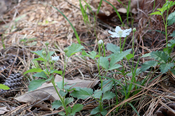 Pennsylvania Blackberry, rubus pensilvanicus, white wild flower in spring time.