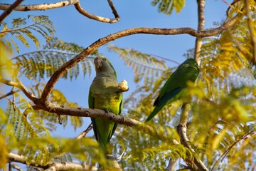 Parrot sitting on tree branch eating food
