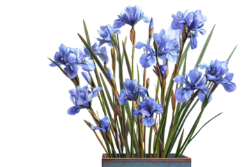 A beautiful bouquet of blue iris flowers in a vase.