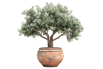 Potted olive tree with lush green foliage in a rustic terracotta pot.