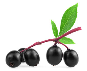 Ripe black elderberry with green leaves isolated on a white background. Sambucus branch. European black elder plant.