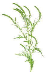 Ambrosia artemisiifolia isolated on a white background. Ragweed plant in allergy season, causes allergies in summer and autumn.