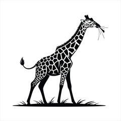Elegant Silhouette of a Tall Giraffe Standing Gracefully in a Field of Grass with Leaves in its Mouth Against a White Background