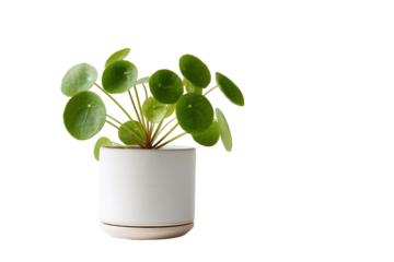Pilea peperomioides houseplant with round green leaves in a white pot.