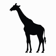 Elegant Black Silhouette of a Tall Giraffe Standing Gracefully Against a White Background Showing its Distinctive Long Neck and Legs