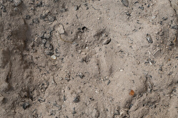Deer hoof print in dry sandy soil
