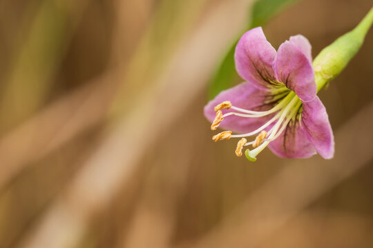 Closeup of pink flower with yellow stamens
 - Powered by Adobe