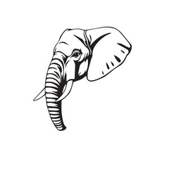 Elephant's Head on White Background. Black and White Illustration of an Elephant's Head.