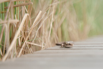 Lizard resting on wooden boardwalk near grass