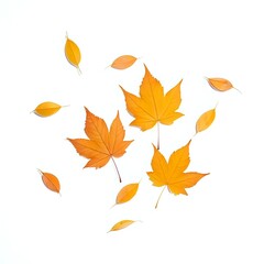 Dry autumn leaves falling on white background