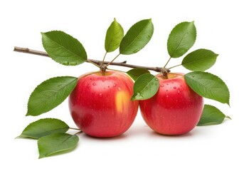 Two ripe red apples with green leaves on a branch, isolated on white background