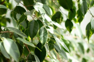 Close up of green leaves of a benjamini ficus plant growing in a pot at home © TatjanaMeininger