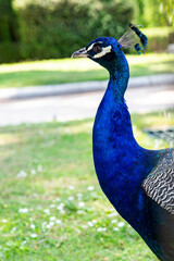 Obraz premium Portrait of a peacock, bird head