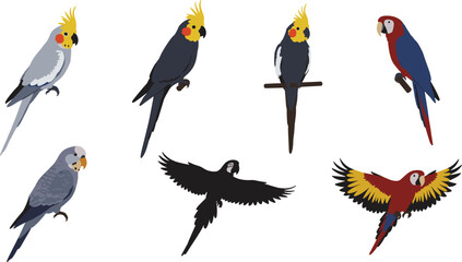 parrot illustration, cockatiel vector, exotic bird, tropical parrot, flying macaw, colorful feathers, pet bird, exotic wildlife artwork