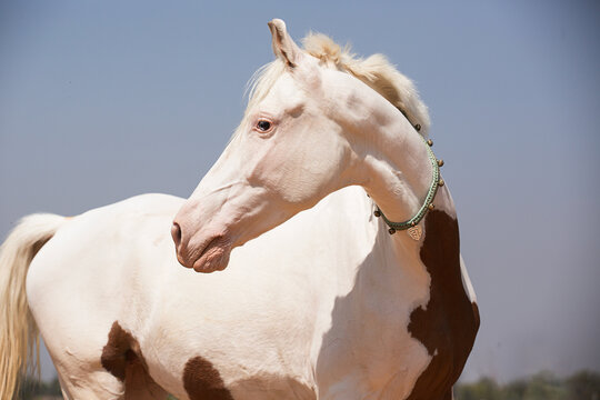 portrait of a white marwari horse
