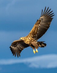 Golden eagle in flight against a partly cloudy sky