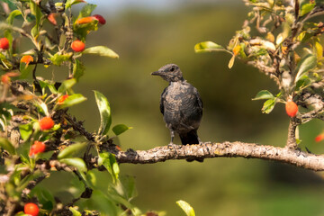 Juvenile blue rock thrush (Monticola solitarius) perched among branches with red berries.